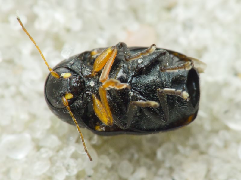 Cryptocephalus (Cryptocephalus) octacosmus Bedel, 1891